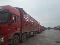 今天的午夜理论片